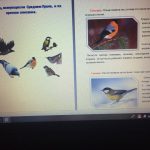 Иллюстрация №1: Виды птиц, зимующих на урале Среднем Урале, и их краткое описание. (Рефераты - Биология).