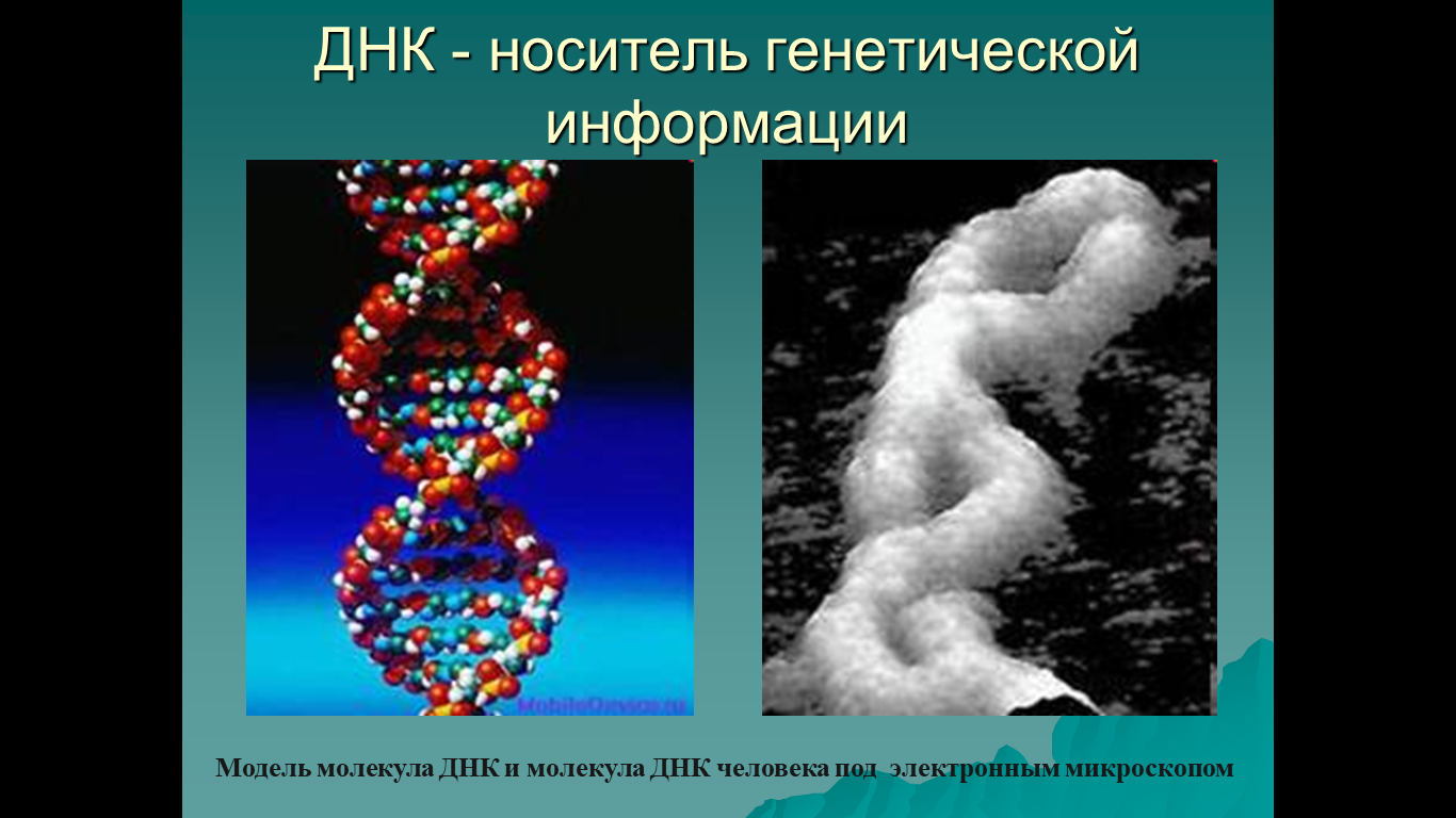 ДНК носитель наследственной информации. Молекула ДНК носитель наследственной информации. ДНК как носитель генетической информации. ДНК носитель наследственной информации репликация ДНК. Материальный носитель наследственной