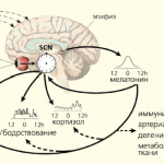 Иллюстрация №1: 1.Нервная ткань. Особенности строения и функции нейрона и глиона. 2. Биологические ритмы. Показатели и классификация биоритмов. Совы, жаворонки,аритмики (Контрольные работы - Медицина).