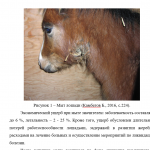 Иллюстрация №1: КУРСОВАЯ Мыт лошадей, методы лечения, общая профилактика (Курсовые работы - Ветеринария).