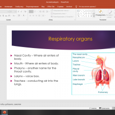 Иллюстрация №1: The Respiratory system (Презентации - Английский язык).
