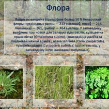 Иллюстрация №6: Презентация на тему  «Бярэзінскі біясферны запведнік» (язык презентации: белорусский) (Презентации - Естествознание).