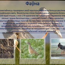 Иллюстрация №7: Презентация на тему  «Бярэзінскі біясферны запведнік» (язык презентации: белорусский) (Презентации - Естествознание).