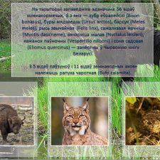 Иллюстрация №8: Презентация на тему  «Бярэзінскі біясферны запведнік» (язык презентации: белорусский) (Презентации - Естествознание).