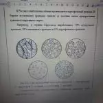 Иллюстрация №3: Исследование влияния генотипического фактора зерна тритикале на выход крахмала и побочных продуктов (с чертежами) (Дипломные работы - Технологические машины и оборудование, Технология продовольственных продуктов и товаров).