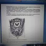 Иллюстрация №3: Резаная рана у телки (Рефераты - Ветеринария).