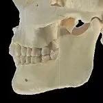 Иллюстрация №1: Прикус. Возрастная характеристика. Виды прикусов, их классификация и морфофункциональная характеристика (Рефераты - Медицина).