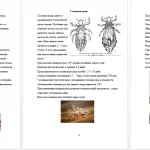 Иллюстрация №1: Профилактика педикулёза (Рефераты - Медицина).
