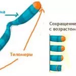 Иллюстрация №1: Теломеры (Рефераты - Биология).